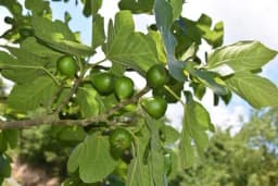 Važan savjet za one koji uzgajaju smokvu u kontinentalnim uslovima