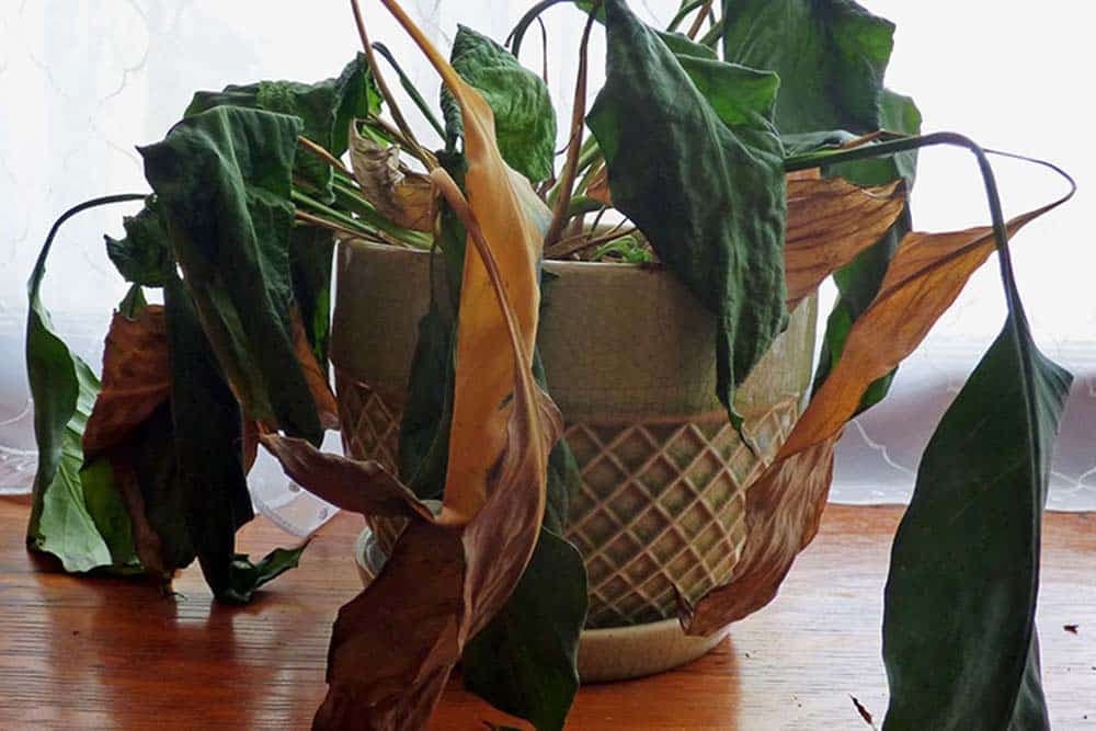 Kako oživjeti umiruću sobnu biljku?