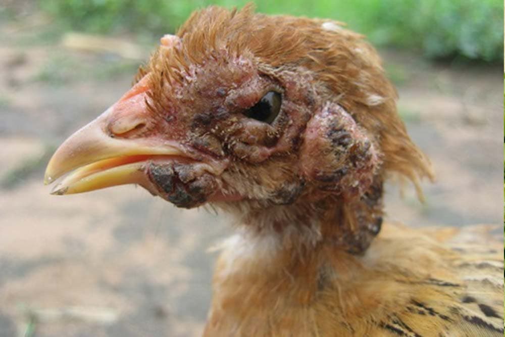 boginje i difterija živine