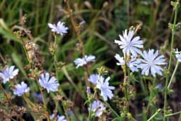 Vodopija – Sva ljekovita svojstva za koja niste znali da ova biljka ima