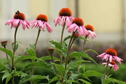 Ehinacea - Jednostavna za uzgoj i veoma ljekovita