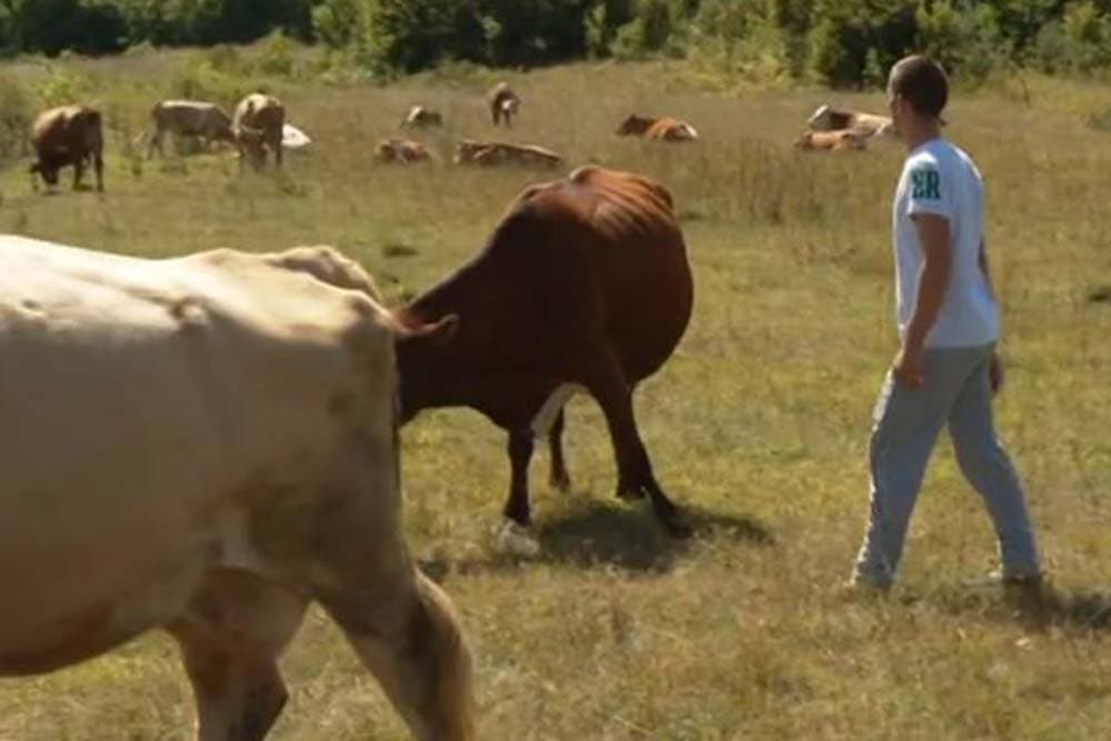 Priča iz Šipova - Mladi Dejan Mitrić osnovao farmu /VIDEO/