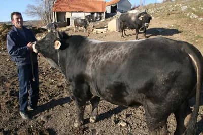 Tradicija porodice Lučić traje više od pola vijeka - S bikovima treba isto kao i s čeljadi