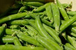 Korisni savjeti za jesenju sjetvu graška