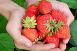 Miloradu rodile jagode usred novembra - Plod sladak kao šećer