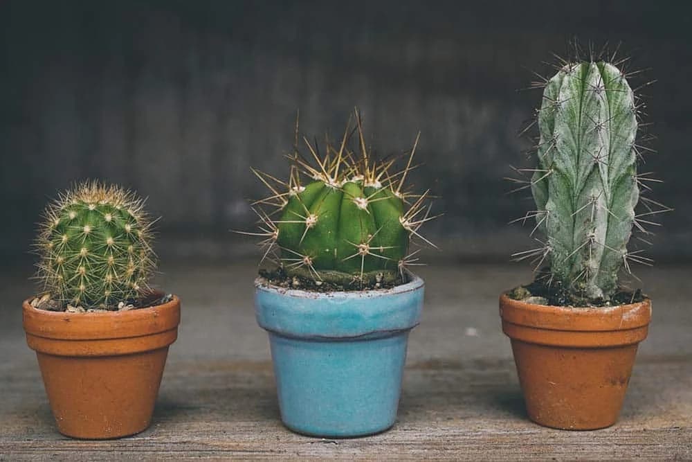 presađivanje kaktusa