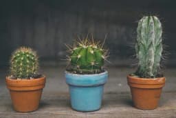 Prema starom vjerovanju ove tri biljke donose sreću u kuću