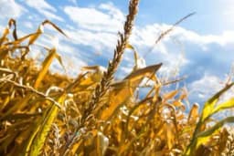 Stavljate mnogo djubriva u njive, a biljka ipak žuti?