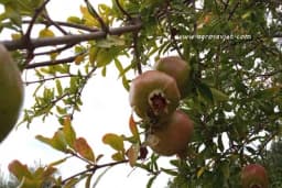 Klimatski uslovi potrebni za razvoj NARA/ŠIPKA