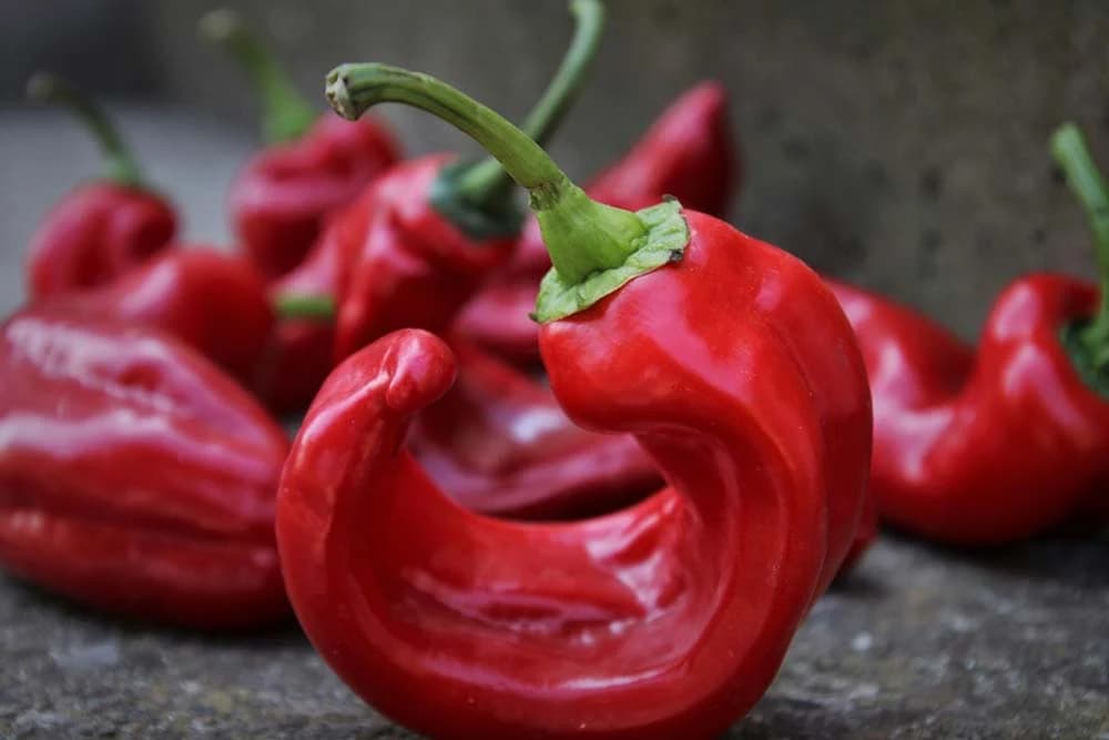 crvena paprika