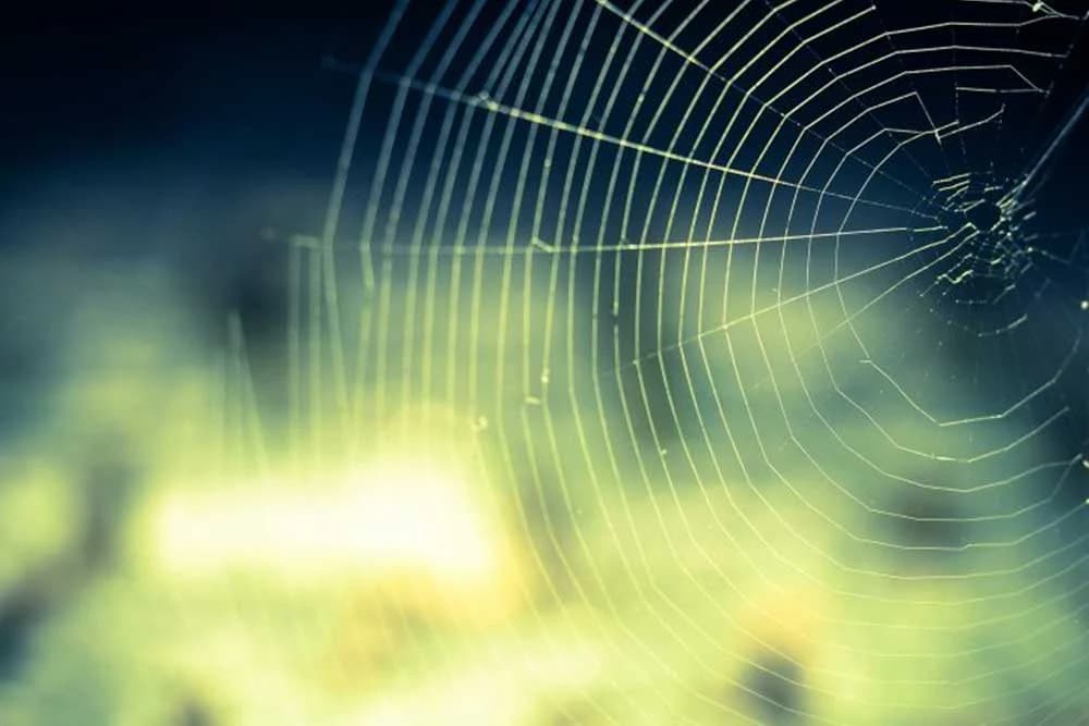 paukova mreža