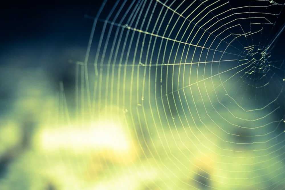 paukova mreža