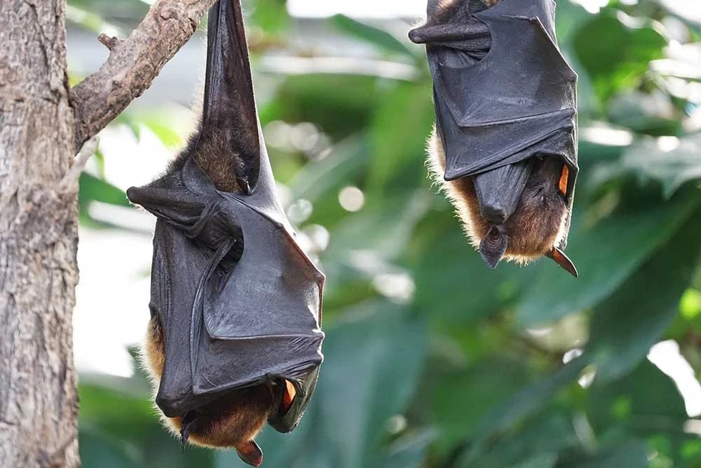 šišmiš