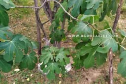 Sadnja smokve uz kuću: OBAVEZNO poštujte pravilnu udaljenost