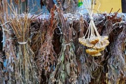 Sedam ruskih čajeva, obloga i tinktura za meteoropate