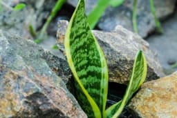 Sedam sobnih biljaka koje je nemoguće uništiti, a sjajan su dekorativni element u domu