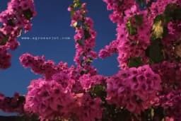 Tri biljke koje sadimo na jesen - Cvjetaće sve do zime