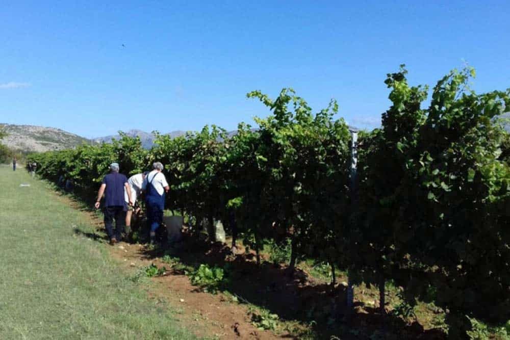 Vinograd star pola vijeka i dalje daje odlične prinose