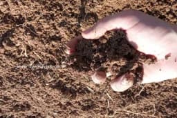 Nekoliko jednostavnih načina da sami utvrdite kvalitet zemljišta