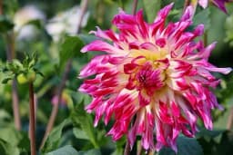 Tri najzahvalnije biljke cvjetnice koje mogu ukrasiti vašu terasu ove jeseni