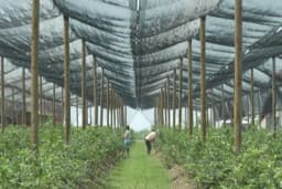 Na maline i kupine smo navikli, a sada je na red došla ekspanzija "plavog zlata"