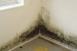 Kako da provjerite da li u kući imate buđ