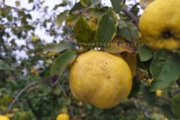 Dunja novi zasadi – Kako izabrati poziciju voćnjaka