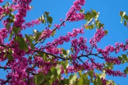 Judino drvo - Cvjetovi rastu i iz stabla