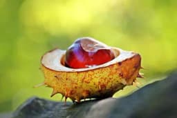 Preparati od DIVLJEG KESTENA od velike su pomoći onima koji pate od proširenih vena i hemoroida