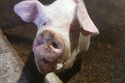 Teška preko 500 kilograma, u cugu oprasila 28 prasića
