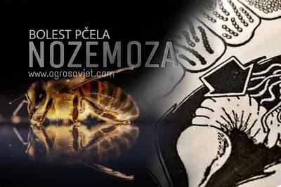 Bolest pčela NOZEMOZA - Znaci, preventiva i suzbijanje bolesti