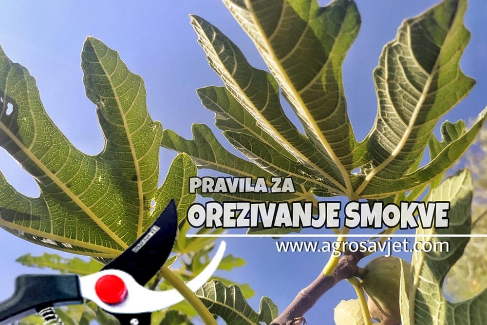 orezivanje smokve