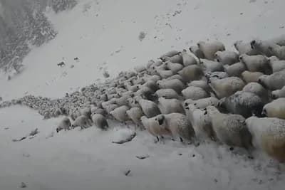 Oca i sina snijeg sa Vlašića natjerao na daleki put sa 350 ovaca