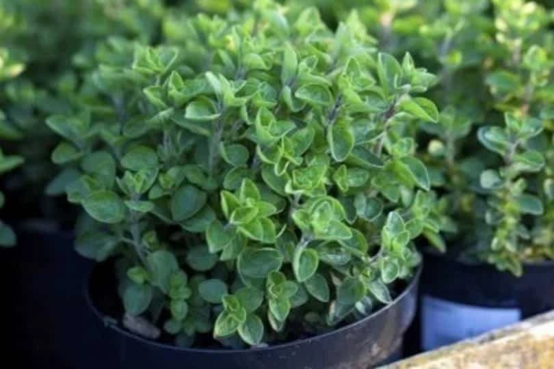 origano u saksiji