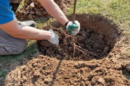 Za podizanje voćnjaka birajte sortu i gledajte korijen