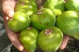 Zakopajte četiri smokve u saksiju sa zemljom i gledajte čudo (VIDEO)