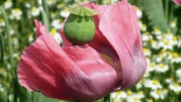 Sve o gajenju i isplativosti MAKA