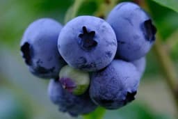 Izbjegnite najčešće greške u uzgoju BOROVNICE