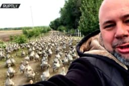 Neko u šetnju izvodi pse, a on guske, tačnije na stotine njih