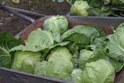 Cijena kupusa znatno veća od prošlogodišnje /VIDEO/