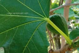 Čaj od listova smokve - pije se i žvaće, ali rješava 10 tegoba