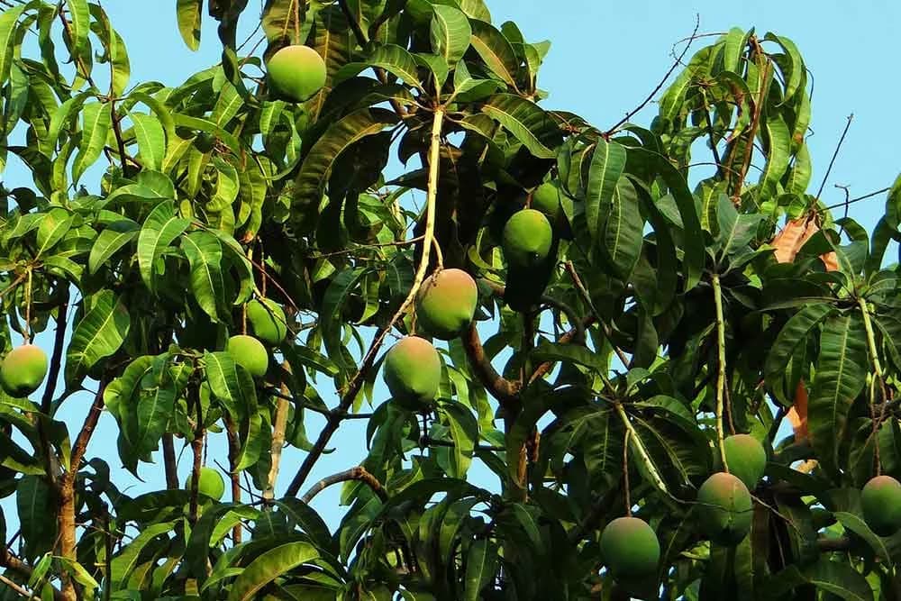 mango
