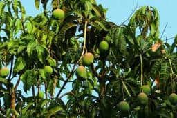 Kako da uzgojite mango - Savjeti za sadnju i njegu