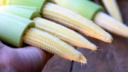 Kako proizvesti mini kukuruz?