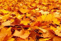 Nemojte bacati opalo lišće u smeće - Evo kako ga iskoristiti za dobrobit vaše bašte