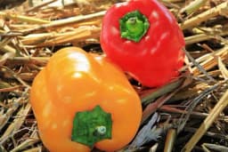 Paprika ima više vitamina C od limuna, čuva i srce