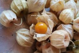 Peruanske jagode - Uzgoj i priprema pekmeza, čokoladnih pralina, salate...