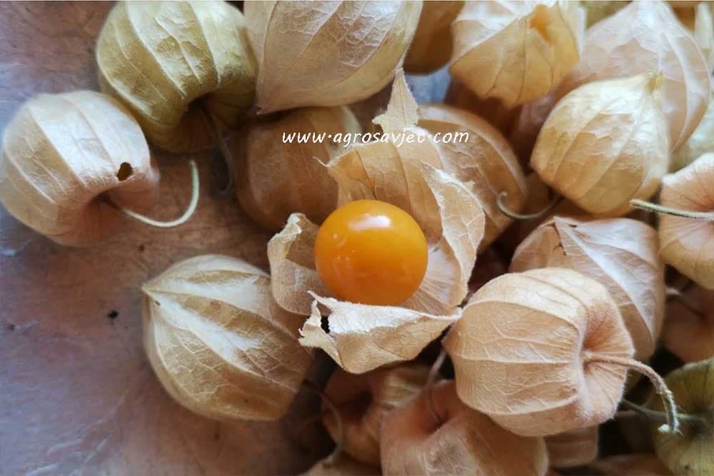 Peruanske jagode - Uzgoj i priprema pekmeza, čokoladnih pralina, salate...