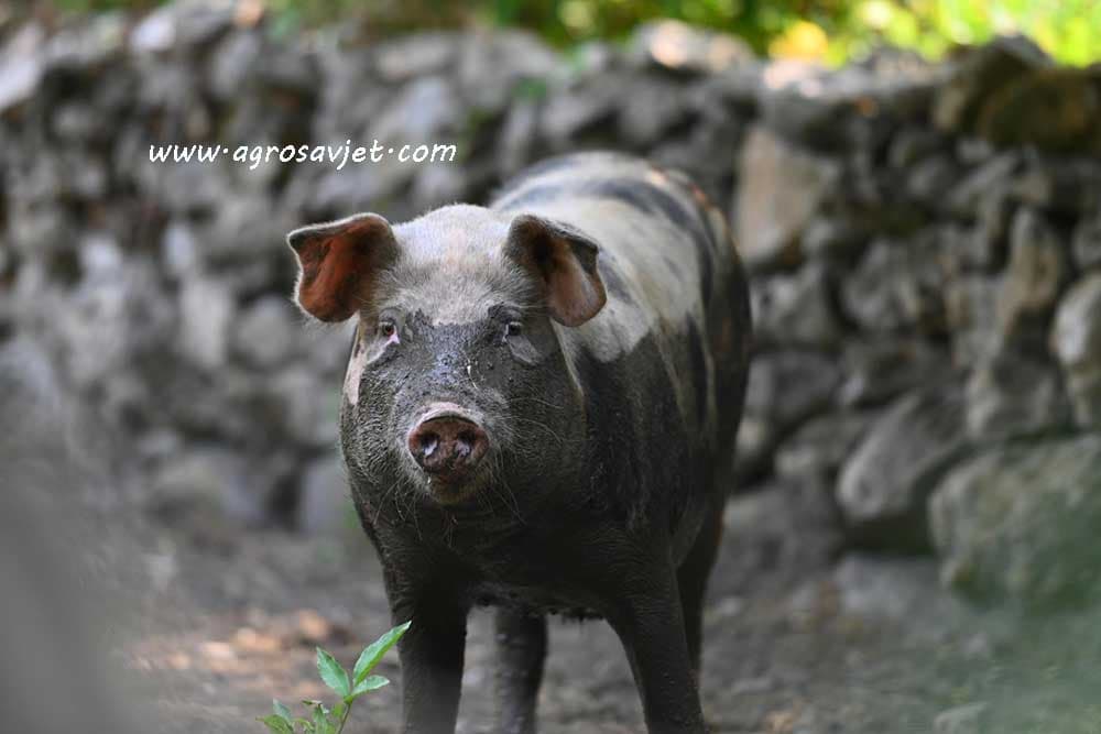 Kožne infekcija svinja, uzrok i posljedica