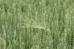 Azot – Koliko azota je potrebno za najbolji razvoj žitarica?